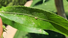 Monosteira unicostata