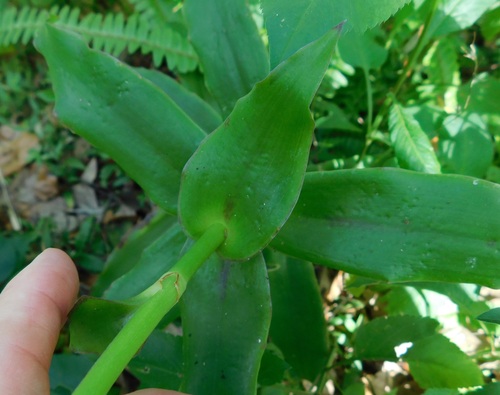Callisia fragrans