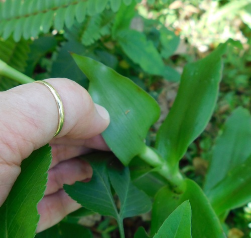 Callisia fragrans