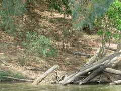 Crocodylus johnstoni