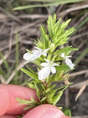 Teucrium cubense