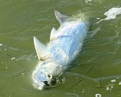 Megalops atlanticus