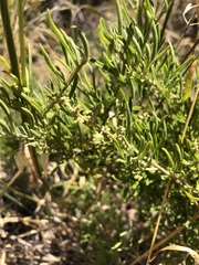 Rhagodia candolleana