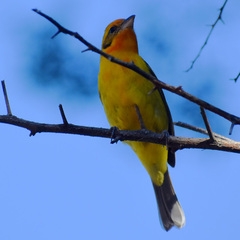Piranga bidentata