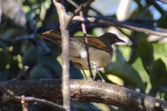 Turdus assimilis