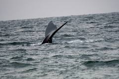 Eubalaena glacialis
