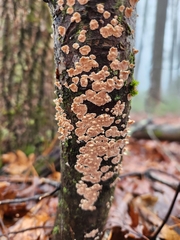 Peniophora incarnata