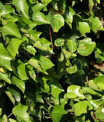 Hedera canariensis