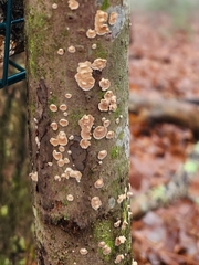 Peniophora incarnata