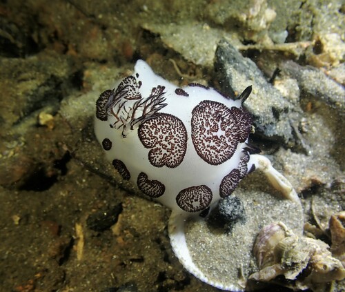 Mourning Dorid