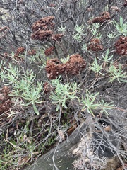 Eriogonum arborescens