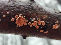 Peniophora incarnata