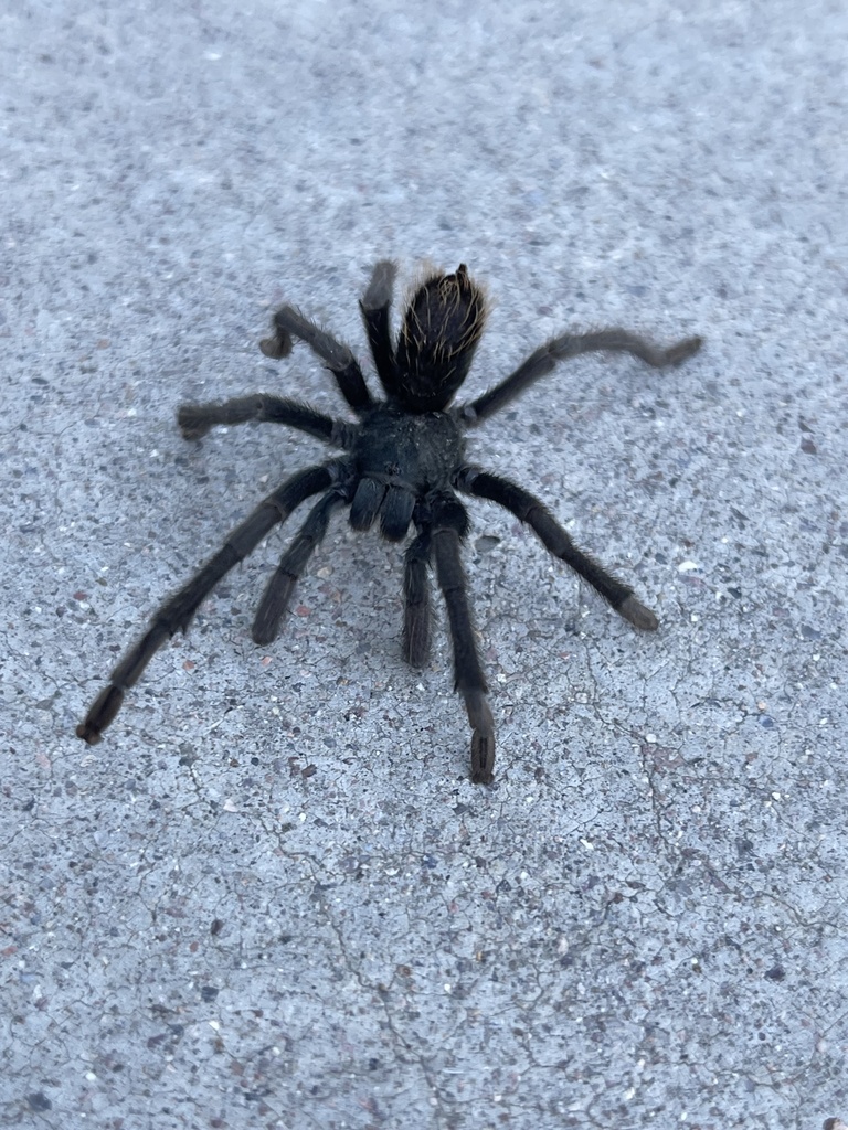 Madera Canyon Tarantula from Coronado National Forest, Green Valley, AZ ...