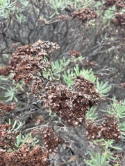 Eriogonum arborescens