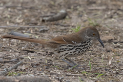 Toxostoma longirostre