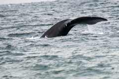 Eubalaena glacialis