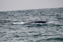 Eubalaena glacialis