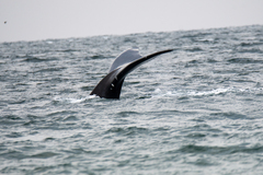 Eubalaena glacialis