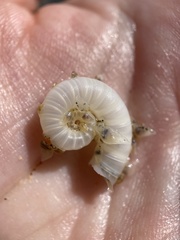 Spirula spirula