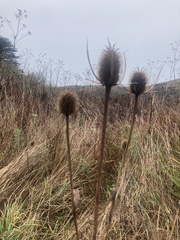 Dipsacus sativus