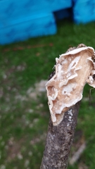 Byssomerulius corium