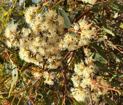 Eucalyptus socialis