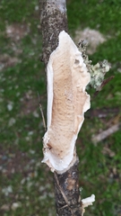 Byssomerulius corium