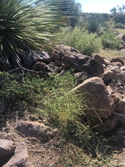 Aristida ternipes ternipes