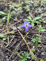 Viola septemloba