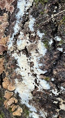 Steccherinum nitidum