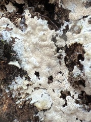 Steccherinum nitidum