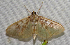 Palpita freemanalis