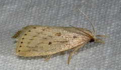 Diatraea lisetta