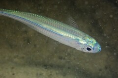 Atherinomorus vaigiensis