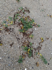 Calystegia soldanella