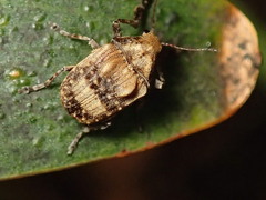 Araecerus palmaris