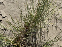 Cyperus laevigatus subsp. laevigatus image