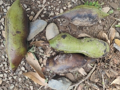 Mucuna gigantea