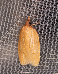 Sparganothis distincta