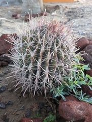 Ferocactus peninsulae