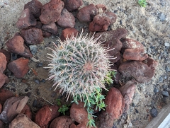Ferocactus peninsulae