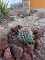 Ferocactus peninsulae