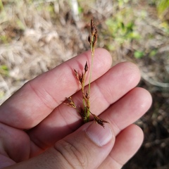 Rhynchospora odorata