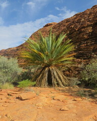 Macrozamia macdonnellii