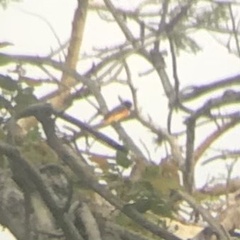 Pericrocotus cinnamomeus