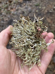 Platismatia stenophylla