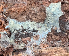 Byssocorticium atrovirens