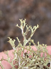 Platismatia stenophylla