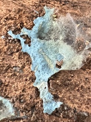 Byssocorticium atrovirens