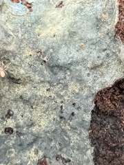 Byssocorticium atrovirens